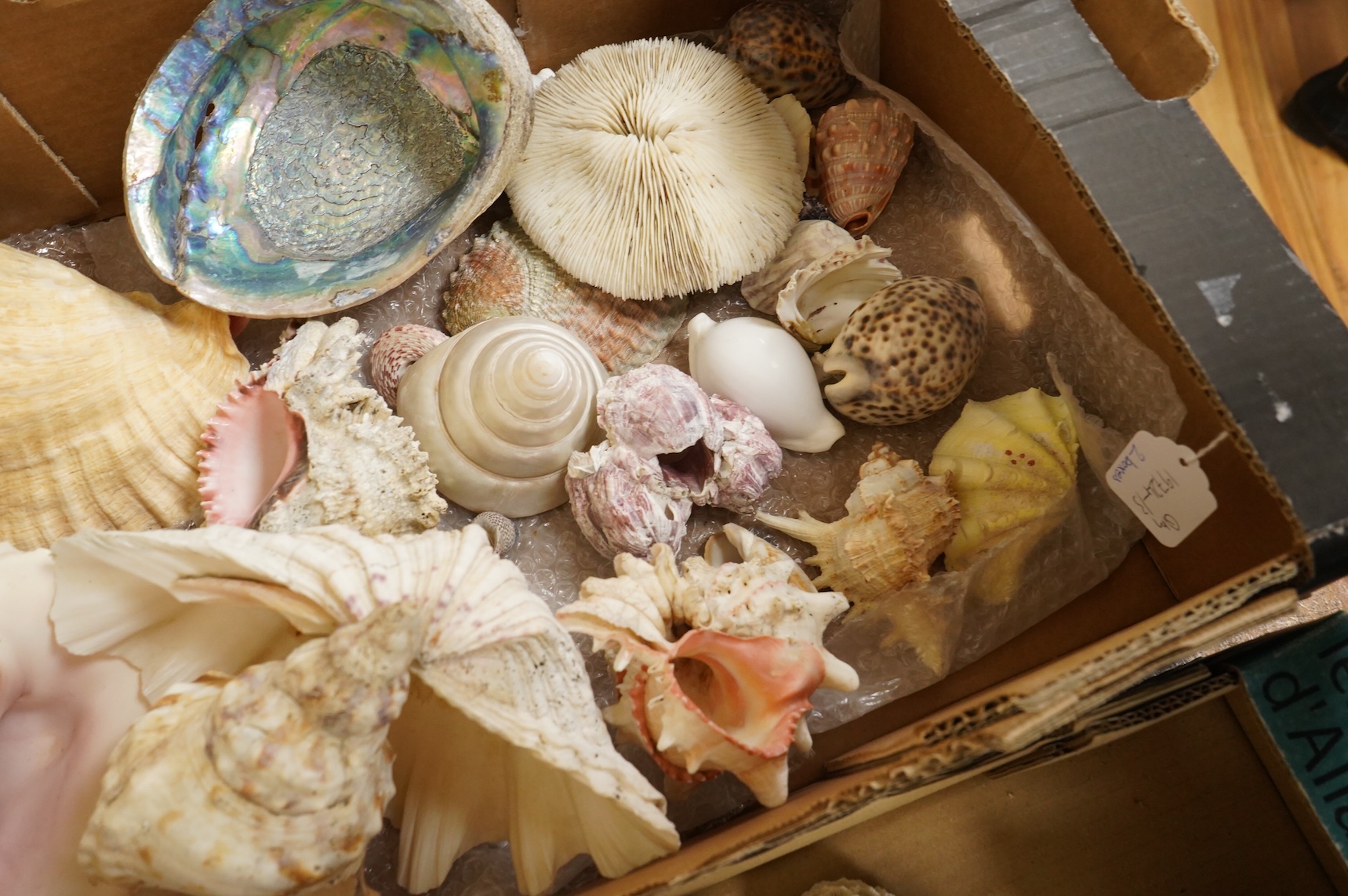 A collection of marine shells, echinoids, coral samples, fossil samples, etc.